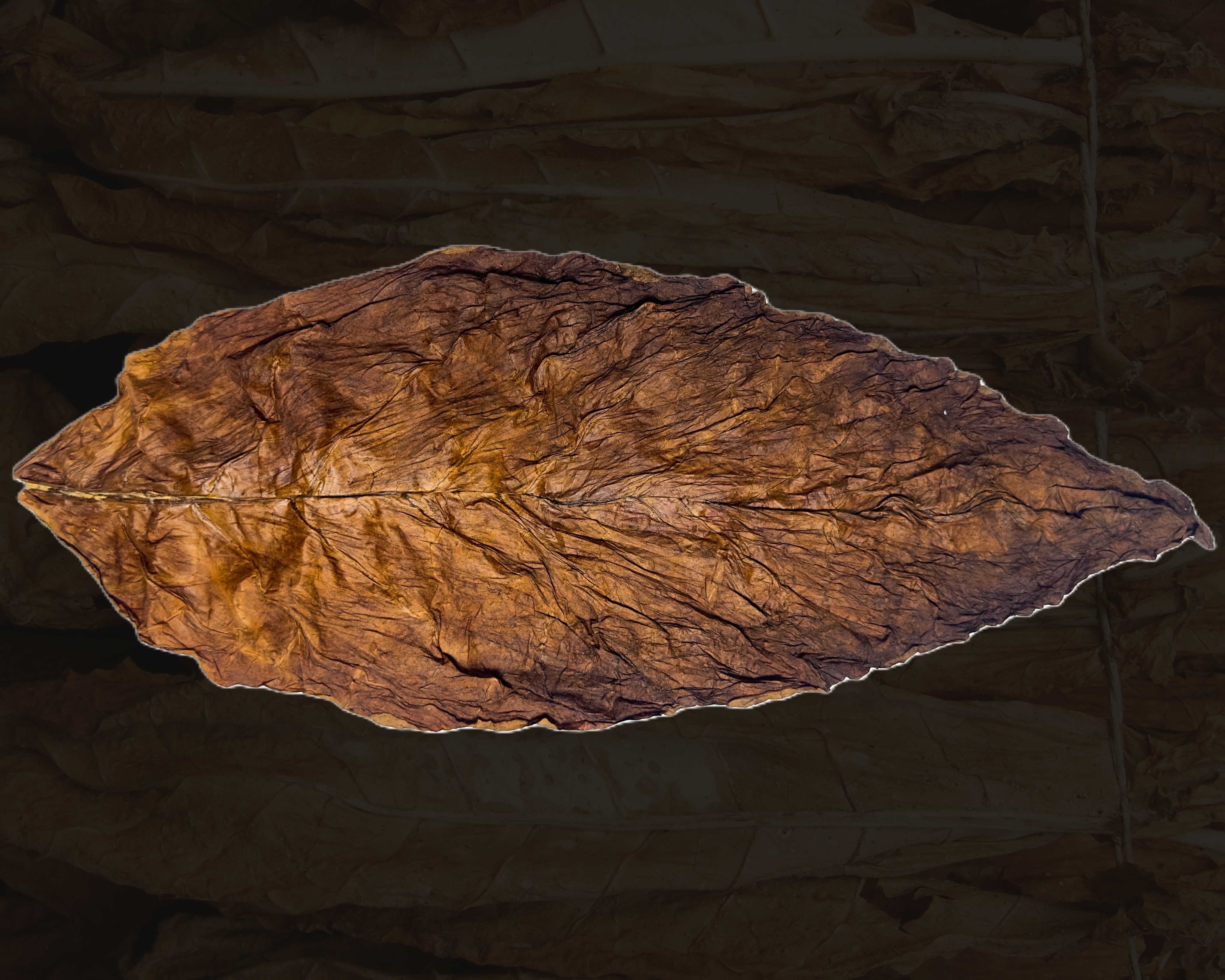 The Big Dog Whole Leaf
